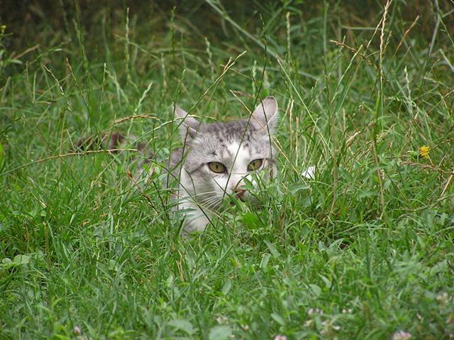 Lurking (Small).jpg